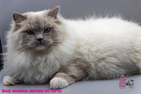 Maximus Jantario Wittek