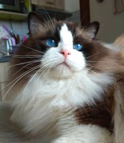 Gannicus Unreal Ragdolls