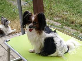 Gianna z Pelinských luk