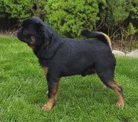 Corsairey Casch
