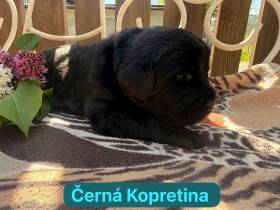 Černá Kopretina