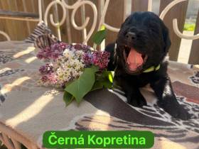 Černá Kopretina