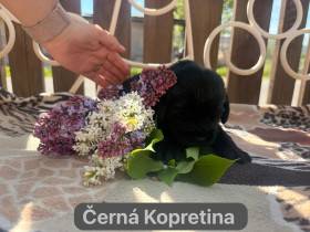 Černá Kopretina