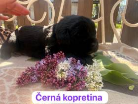 Černá Kopretina