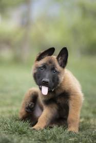 Bubble Paw
