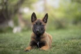 Fury