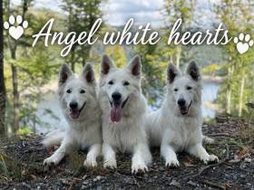 Angel white hearts