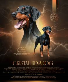 Cristal Show Sport