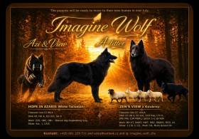 Imagine Wolf