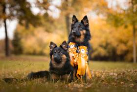 Silesia Bulls