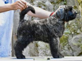 De l’ Ami Gris