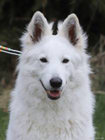 Náše chovná fena Daisy White Sparrow