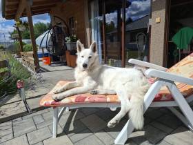 White Dog Love