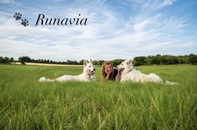 Runavia