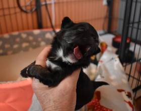 Hairy Pet