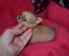 Hairy Pet