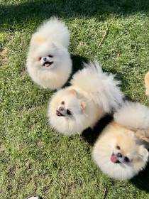 Poms Royal Moravia