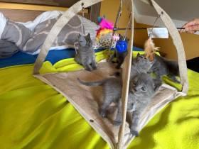 BlueGrey Cat, cz