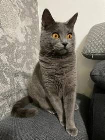 BlueGrey Cat, cz
