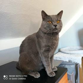 GIC Diego von Neckar