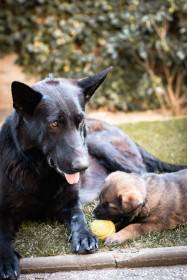 Von Brestwald