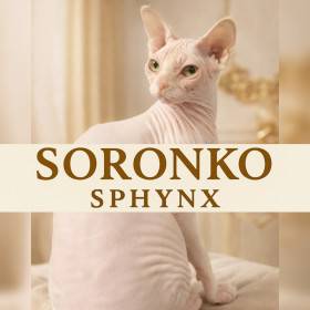 Soronko