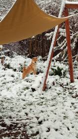 Kitsune no hoshi