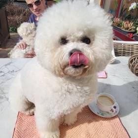 White Charming Dogs