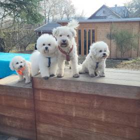 White Charming Dogs