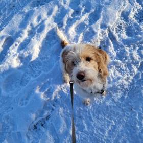 White Charming Dogs