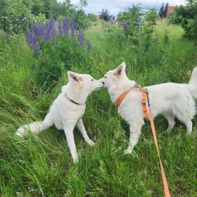 White Charming Dogs