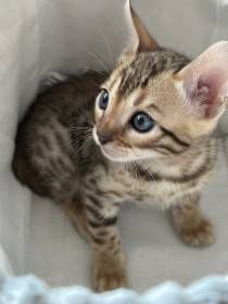 Bengálské kotě z aktuálního vrhu – brown/black spotted tabby