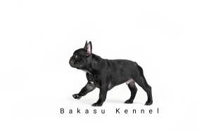 Bakasu Kennel