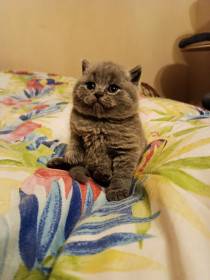 Lilis kitty, CZ