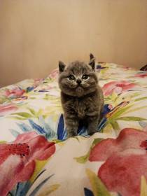 Lilis kitty, CZ