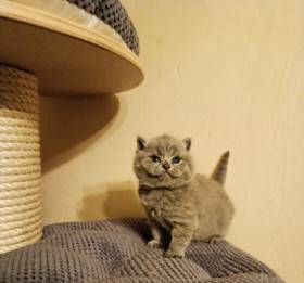 Lilis kitty, CZ