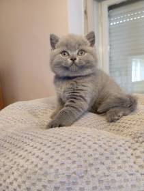 Lilis kitty, CZ