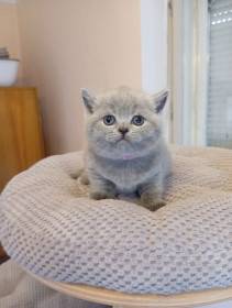 Lilis kitty, CZ