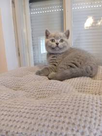 Lilis kitty, CZ
