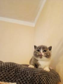 Lilis kitty, CZ