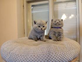 Lilis kitty, CZ