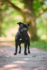 Canis Legacy