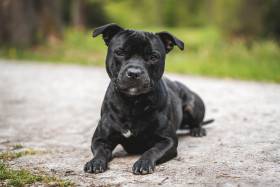 Canis Legacy