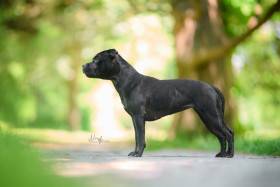 Canis Legacy