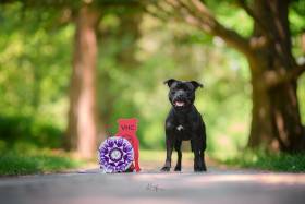 Canis Legacy