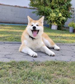Kuma Kai Kennels