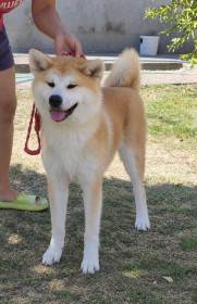 Kuma Kai Kennels