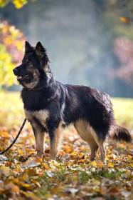 Iter canis