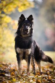 Iter canis