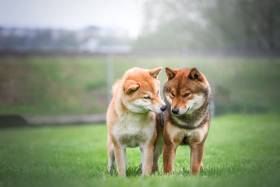 Destiny Love
